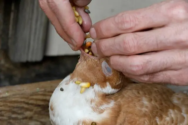 How to feed a baby pigeon