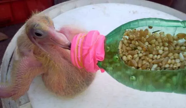 How to feed a baby pigeon