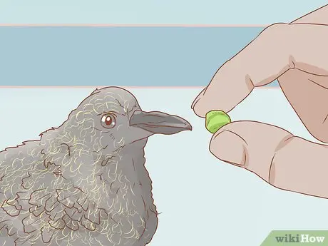 How to feed a baby pigeon