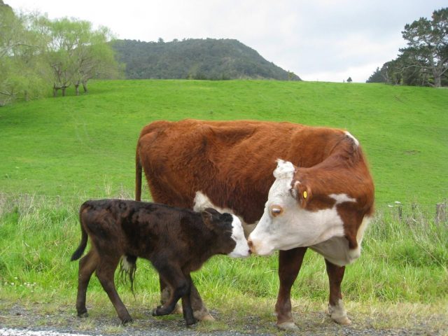 How to feed a calf