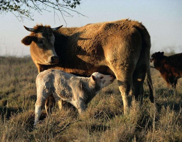 How to feed a calf