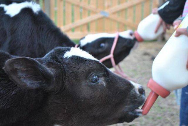 How to feed a calf