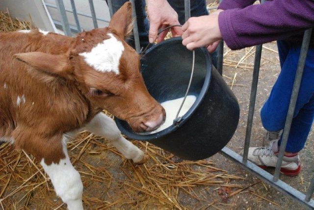 How to feed a calf