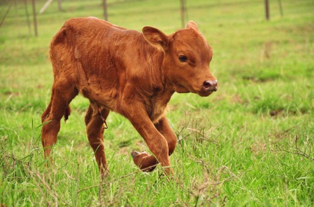 How to feed a calf