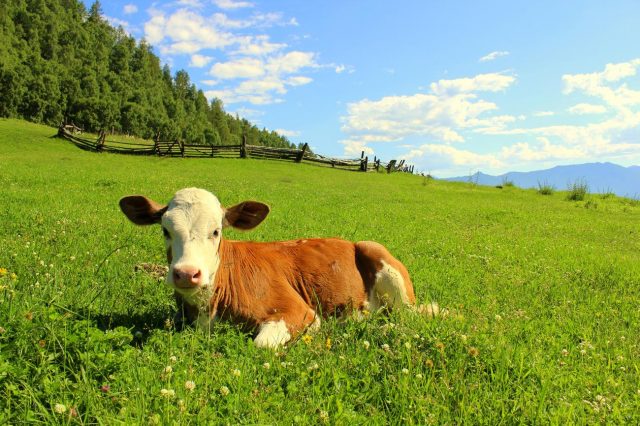 How to feed a calf