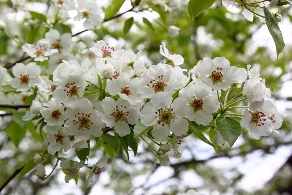 How to feed a pear in spring: types of complex fertilizers