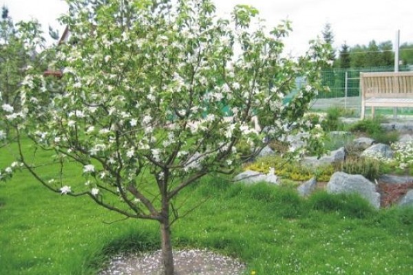 How to feed a pear in spring: types of complex fertilizers