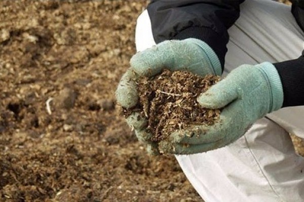 How to feed a pear in spring: types of complex fertilizers