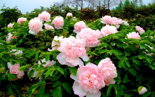 How to feed a peony for lush flowering