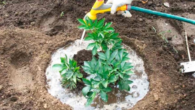 How to feed a peony for lush flowering