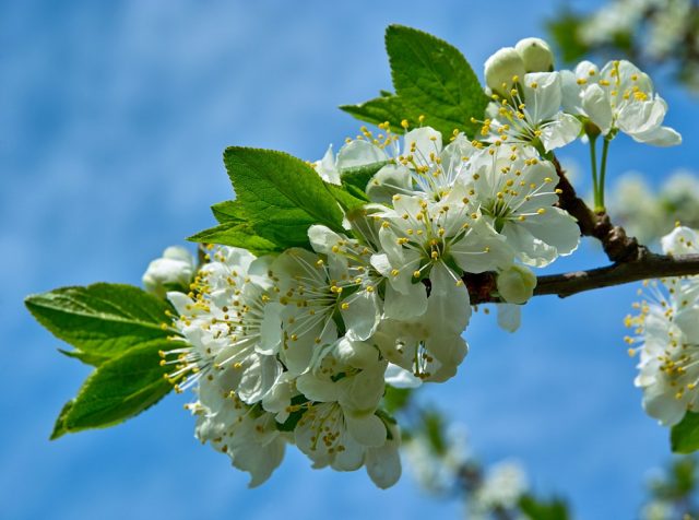 How to feed a plum in the spring