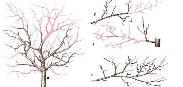 How to feed a plum in the spring