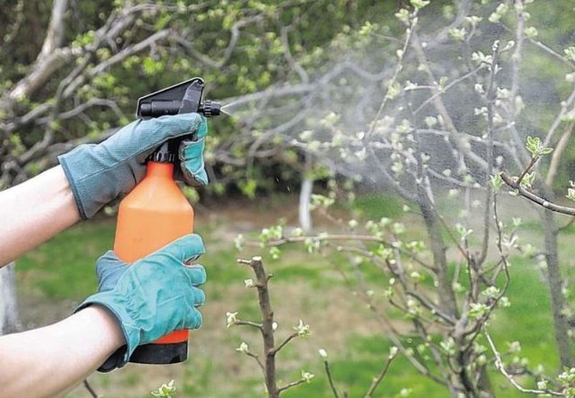 How to feed a plum in the spring