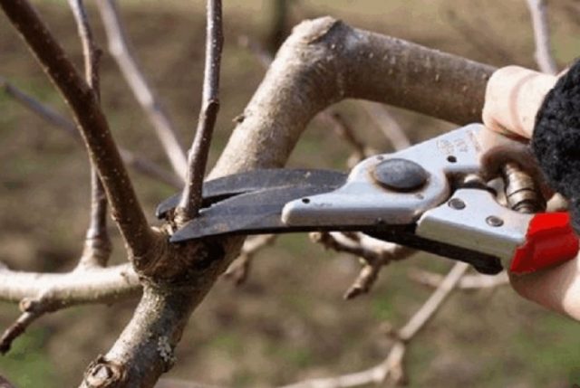 How to feed a plum in the spring