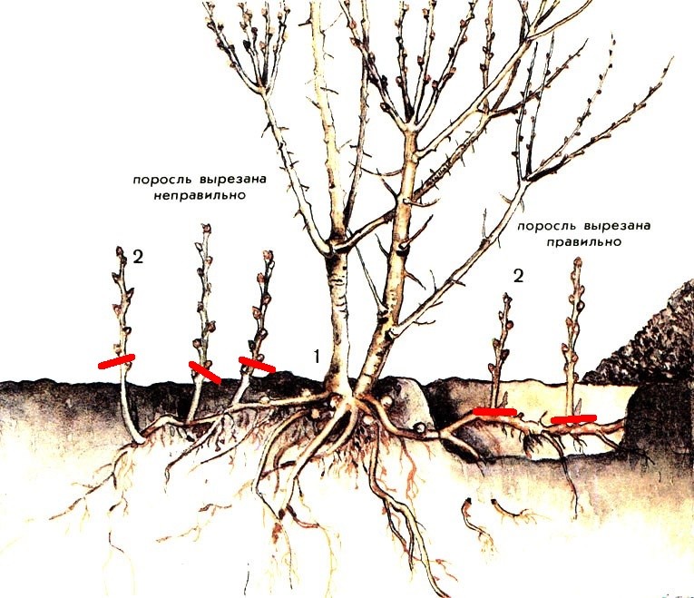 How to feed a plum in the spring