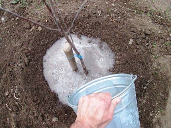 How to feed a plum in the spring