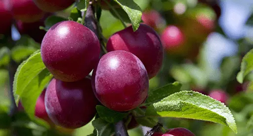 How to feed a plum in the spring