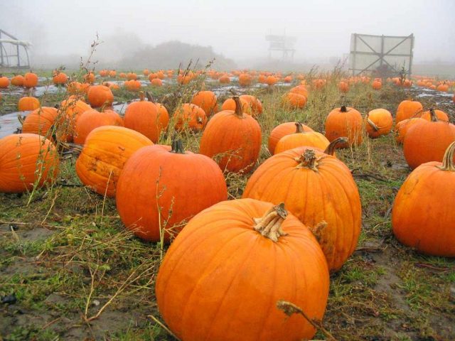 How to feed a pumpkin in the open field