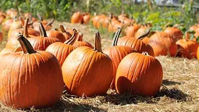 How to feed a pumpkin in the open field