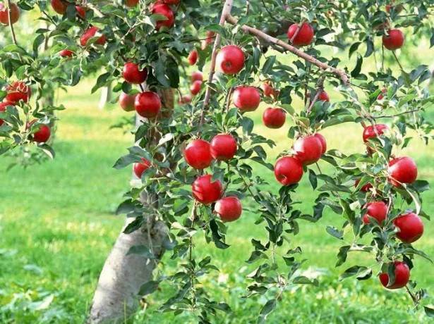 How to feed an apple tree in the fall so that it bears fruit 