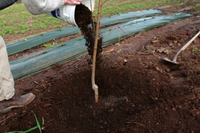 How to feed an apple tree in the fall so that it bears fruit 