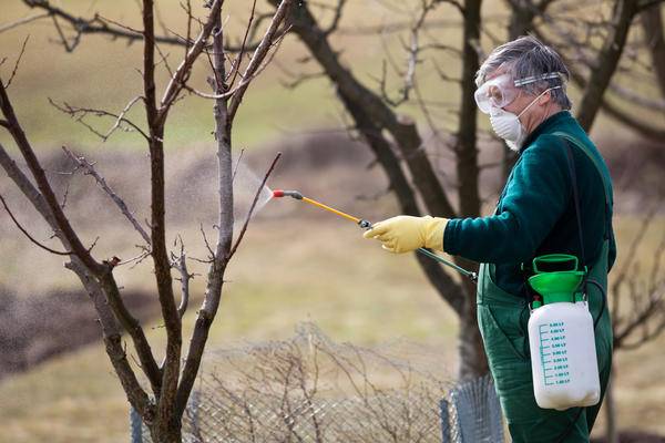 How to feed an apple tree in the fall so that it bears fruit 