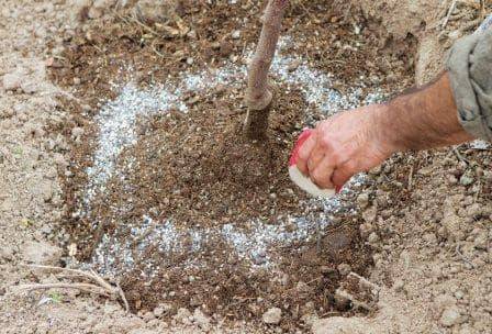 How to feed an apple tree in the fall so that it bears fruit 