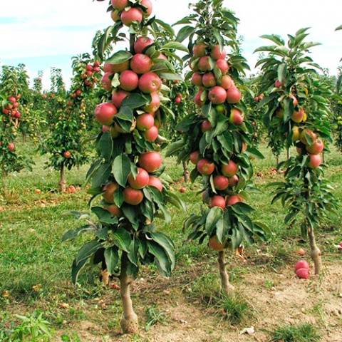 How to feed an apple tree in the fall so that it bears fruit 