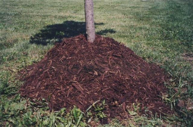 How to feed an apple tree in the fall so that it bears fruit 