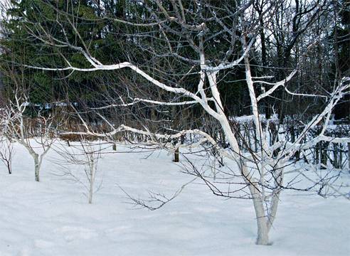 How to feed an apple tree in the fall so that it bears fruit 