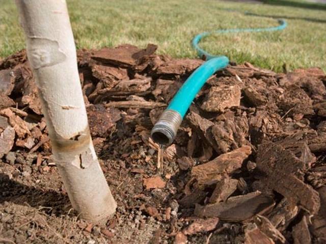 How to feed an apple tree in the fall so that it bears fruit 