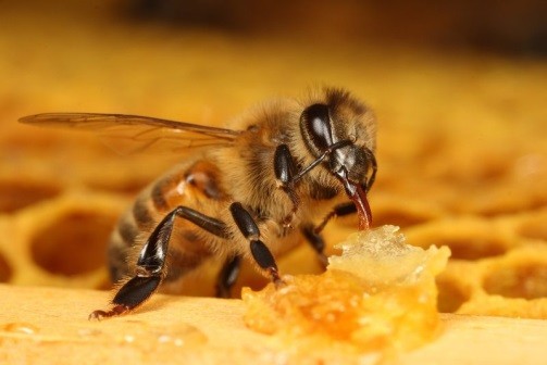 How to feed bees for the winter