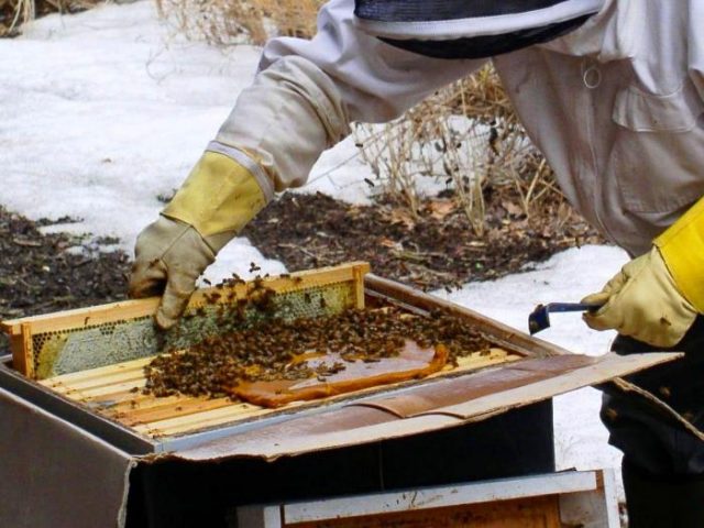 How to feed bees for the winter