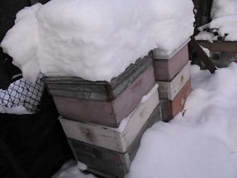 How to feed bees for the winter