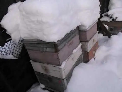 How to feed bees for the winter