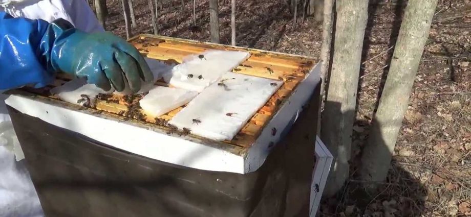 How to feed bees for the winter