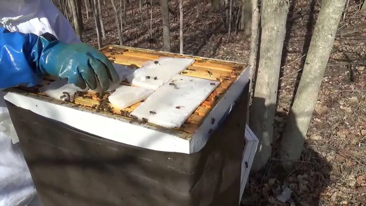 How to feed bees for the winter