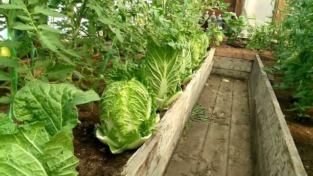 How to feed Beijing cabbage for tying heads