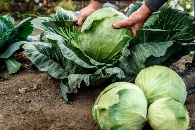 How to feed cabbage in July for a good harvest