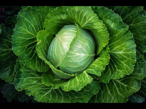 How to feed cabbage in July for a good harvest