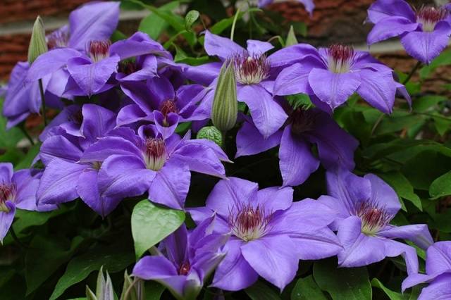 How to feed clematis in spring for abundant flowering