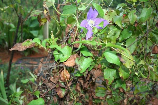 How to feed clematis in spring for abundant flowering