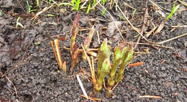 How to feed clematis in spring for abundant flowering