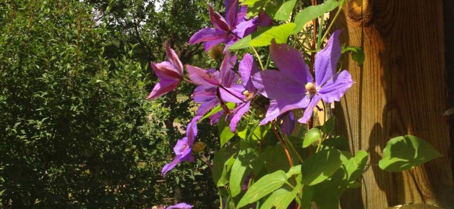 How to feed clematis in spring for abundant flowering