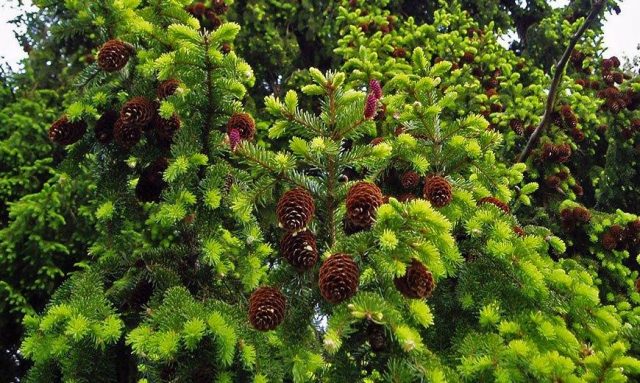 How to feed conifers