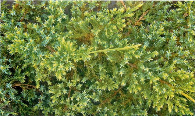 How to feed conifers