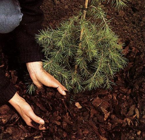 How to feed conifers