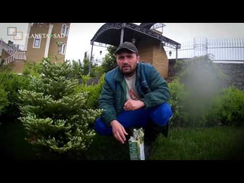 How to feed conifers