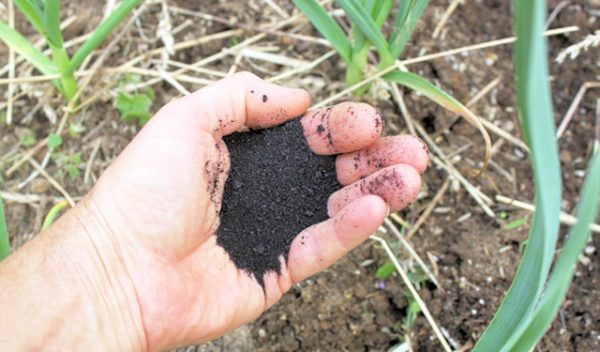 How to feed crops in the garden in June?