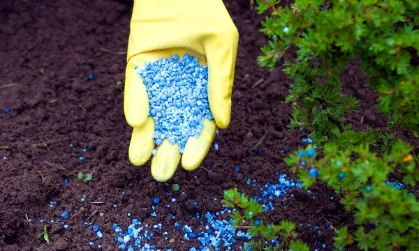 How to feed crops in the garden in June?